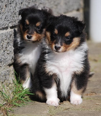 Magique Dune - Chiots espérés pour novembre