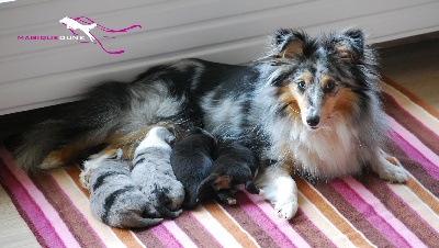 Magique Dune - Naissance des chiots de Mystique