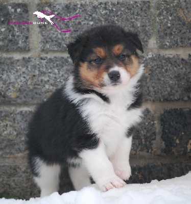 Magique Dune - A réserver un chiot mâle 