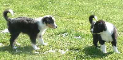 Magique Dune - Prochaine portée de border collies