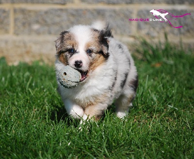 Magique Dune - Nouvelles photos des chiots à 5 semaines