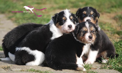 Magique Dune - Nouvelles photos des chiots à 4 semaines