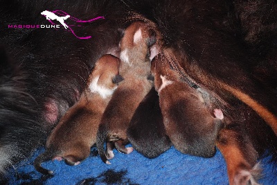 Magique Dune - Naissance des chiots d'Eclypse et Eldorado