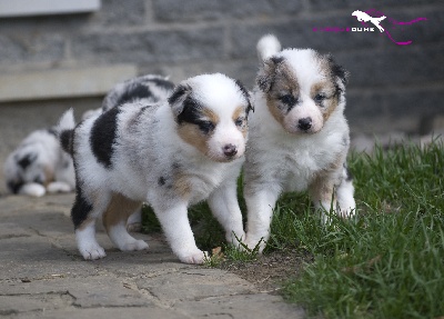 Magique Dune - Nouvelles photos des chiots à 4 semaines