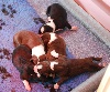  - naissances de chiots border collies