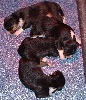  - Chiots border collies