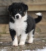  - Chiots espérés pour novembre