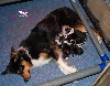  - Naissance de chiots border collies