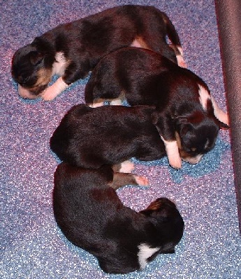 Magique Dune - Chiots border collies