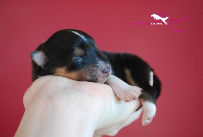 Magique Dune - Naissance de chiots shetlands