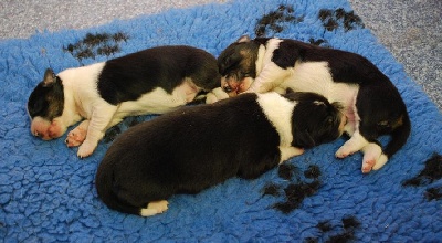 Magique Dune - naissance des chiots border collie