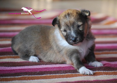 Magique Dune - Nouvelles photos des chiots