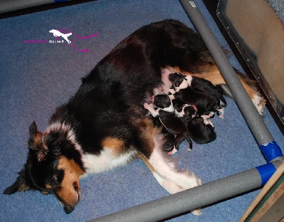 Magique Dune - Naissance de chiots border collies