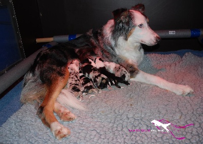 Magique Dune - Naissances de chiots border collies