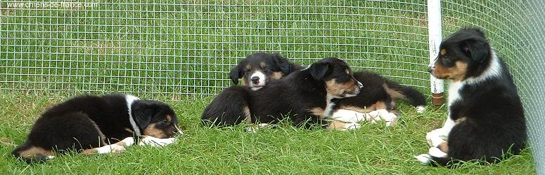 Magique Dune - Border Collie - Portée née le 19/07/2007