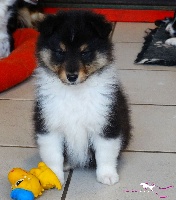 Magique Dune - Shetland Sheepdog - Portée née le 14/01/2016